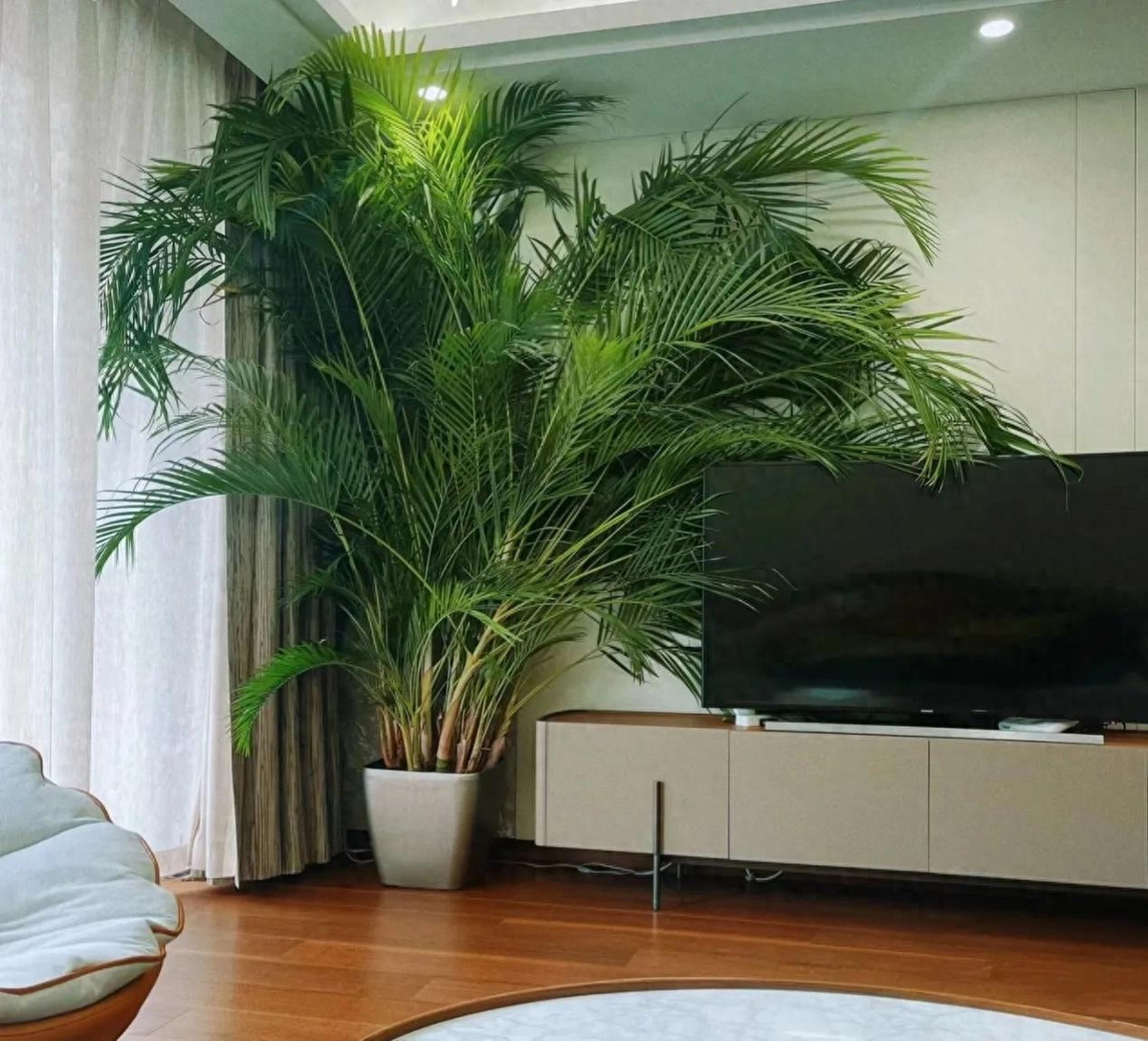 Cây cảnh này thường mọc thành từng cụm, bụi chứ không mọc đơn lẻ từng cây một. Cây mọc thành từng cụm có kích thước vừa phải, không quá cao, không quá rộng rất thích hợp làm cảnh.