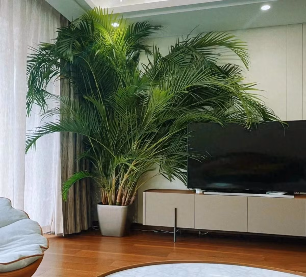 Cây cảnh này thường mọc thành từng cụm, bụi chứ không mọc đơn lẻ từng cây một. Cây mọc thành từng cụm có kích thước vừa phải, không quá cao, không quá rộng rất thích hợp làm cảnh.