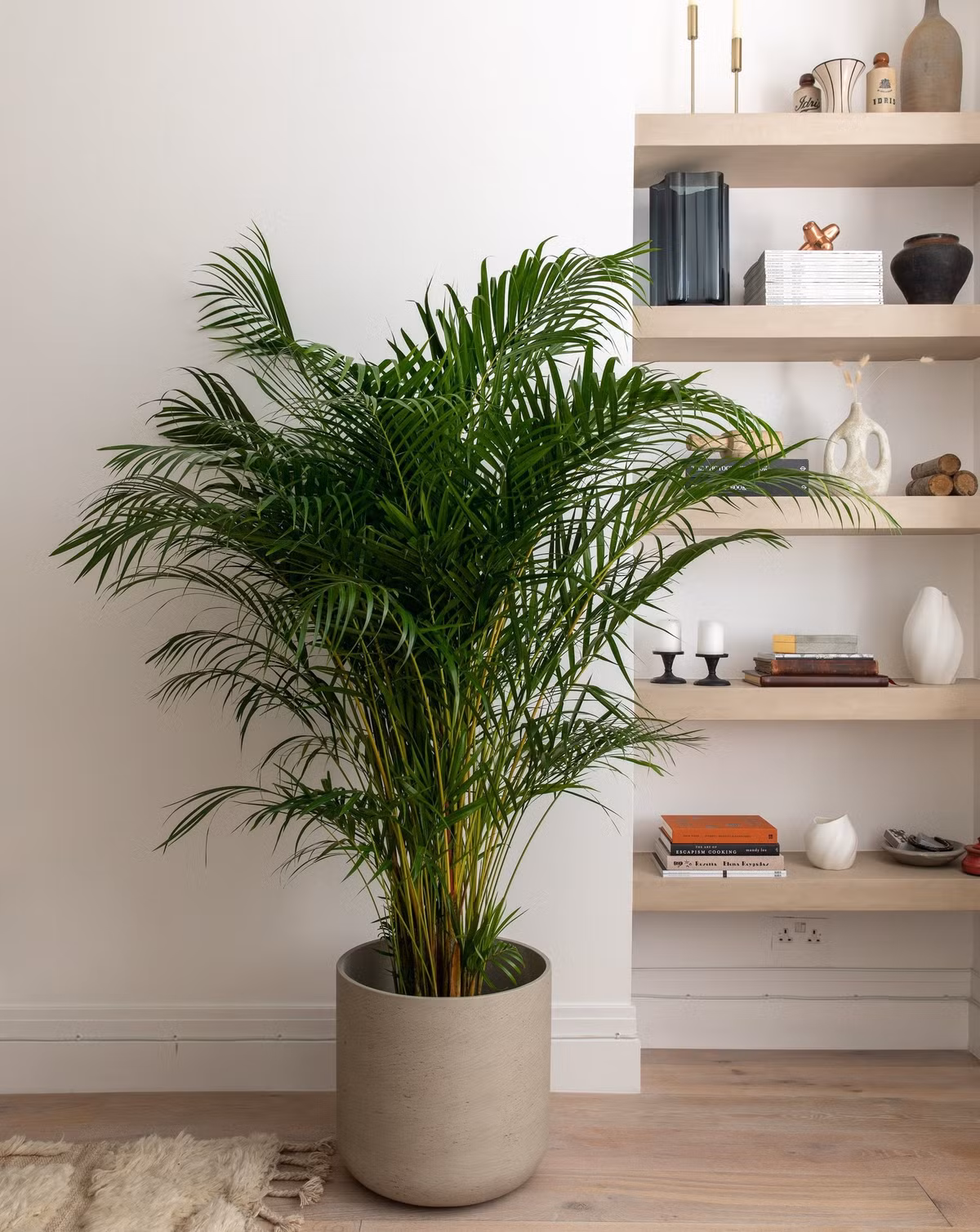  Cây cảnh này dễ chăm sóc và không độc hại với chó và mèo và nếu được chăm sóc đúng cách, chúng sẽ tô điểm cho ngôi nhà của bạn trong nhiều năm. 