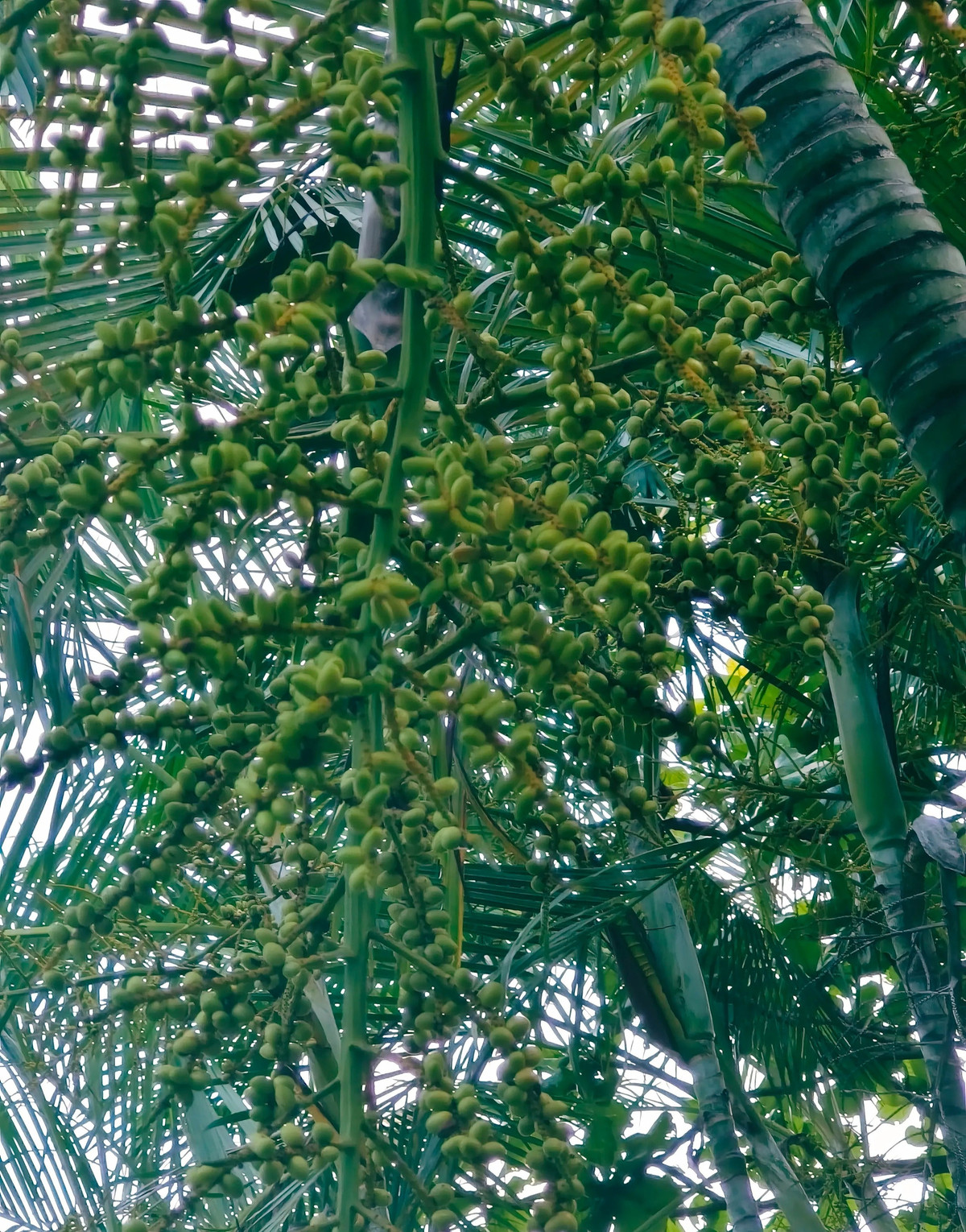  Ý nghĩa phong thủy của cây cảnh dừa cảnh: Cây cảnh này tuy giản dị, khiêm nhường nhưng trong phong thủy nó lại là loài cây có ý nghĩa to lớn. Dừa cảnh có ý nghĩa thịnh vượng ở mọi hướng. 