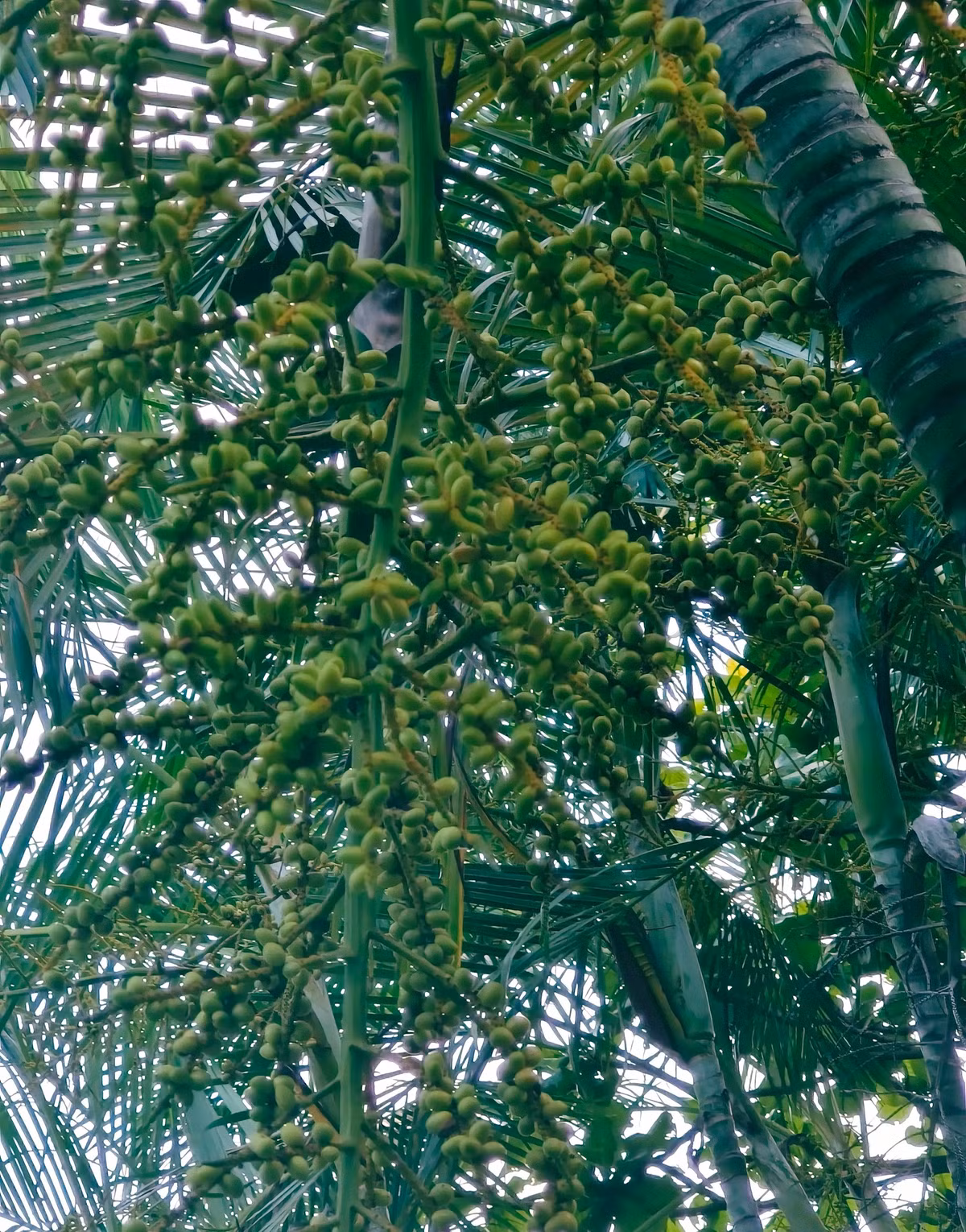  Ý nghĩa phong thủy của cây cảnh dừa cảnh: Cây cảnh này tuy giản dị, khiêm nhường nhưng trong phong thủy nó lại là loài cây có ý nghĩa to lớn. Dừa cảnh có ý nghĩa thịnh vượng ở mọi hướng. 