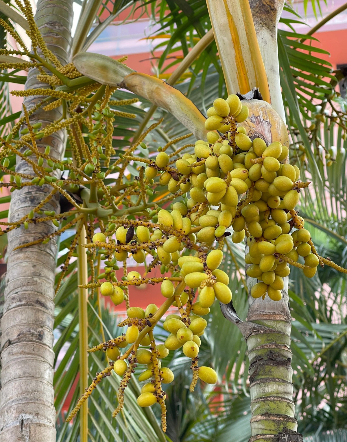  Cây dừa cảnh có tên gọi khác nhau như cây cau vàng, cây cau tre, cây cau cọ, cau lụa… Tên tiếng Anh của nó là Dypsis lutescens, tên khoa học là Chrysalidocarpus lutescens (Areca lutescens), thuộc họ Dypsis.