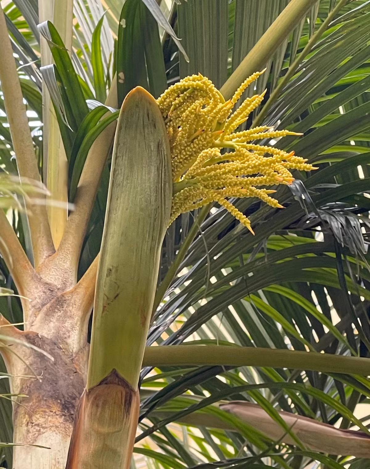 Đây cũng là cây cảnh có rất nhiều lợi ích với đời sống gia đình như thanh lọc không khí, tăng độ ẩm, chống lại stress... Nó quá hoàn hảo để trở thành cây cảnh có mặt trong nhà bạn. 