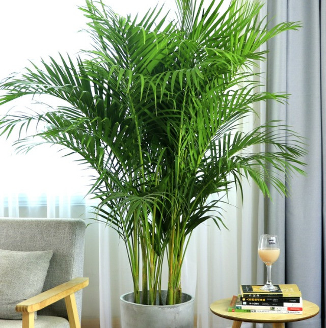 Thân cây khá nhỏ, lá xanh nhưng thân vàng rất bắt mắt bởi sự mảnh khảnh nhưng khỏe mạnh của nó. Những cây cọ mọc thành cụm này có nhiều thân mọc từ gốc và các lá chét mềm, hẹp, giống lông chim, mỗi lá có khoảng 40 đến 60 cặp lá chét. 