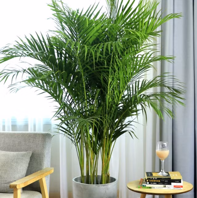 Thân cây khá nhỏ, lá xanh nhưng thân vàng rất bắt mắt bởi sự mảnh khảnh nhưng khỏe mạnh của nó. Những cây cọ mọc thành cụm này có nhiều thân mọc từ gốc và các lá chét mềm, hẹp, giống lông chim, mỗi lá có khoảng 40 đến 60 cặp lá chét. 