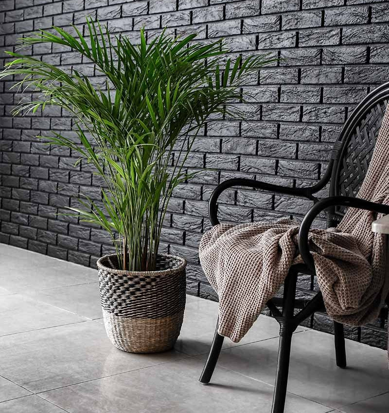  Trong phong thủy, nó được coi là một loại cây có thể làm tăng sự hòa hợp trong các mối quan hệ giữa các cá nhân và có thể làm tăng thêm bầu không khí hòa thuận trong gia đình.