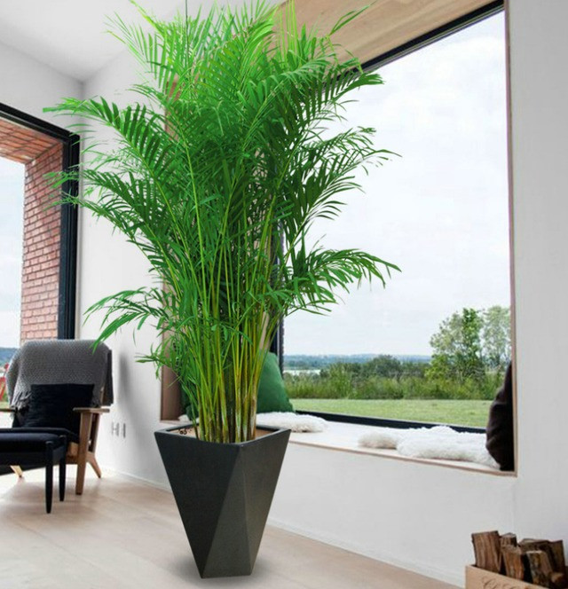  Thân cây cảnh khảnh như họ nhà cau, lá xẻ dài như giống họ dừa nhưng hoa và quả lại có đặc điểm nổi bật của họ nhà cau. Trồng lâu năm cây cảnh sẽ cho hoa và quả. 