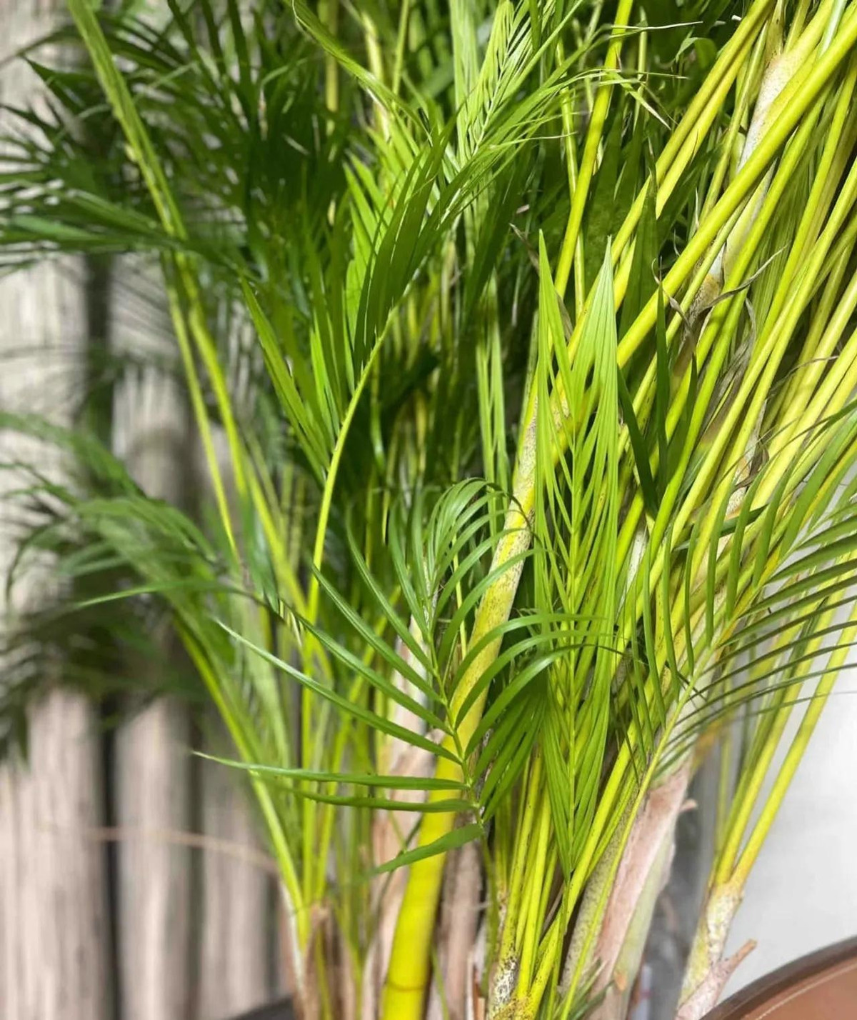 Thúc đẩy phát triển học tập và nghề nghiệp: Dừa cảnh được coi là loài cây của lòng dũng cảm, có nghĩa là việc dũng cảm đối mặt với khó khăn, thử thách có thể nâng cao sự tự tin và lòng dũng cảm cá nhân, đồng thời thúc đẩy sự phát triển trong học tập và sự nghiệp. 