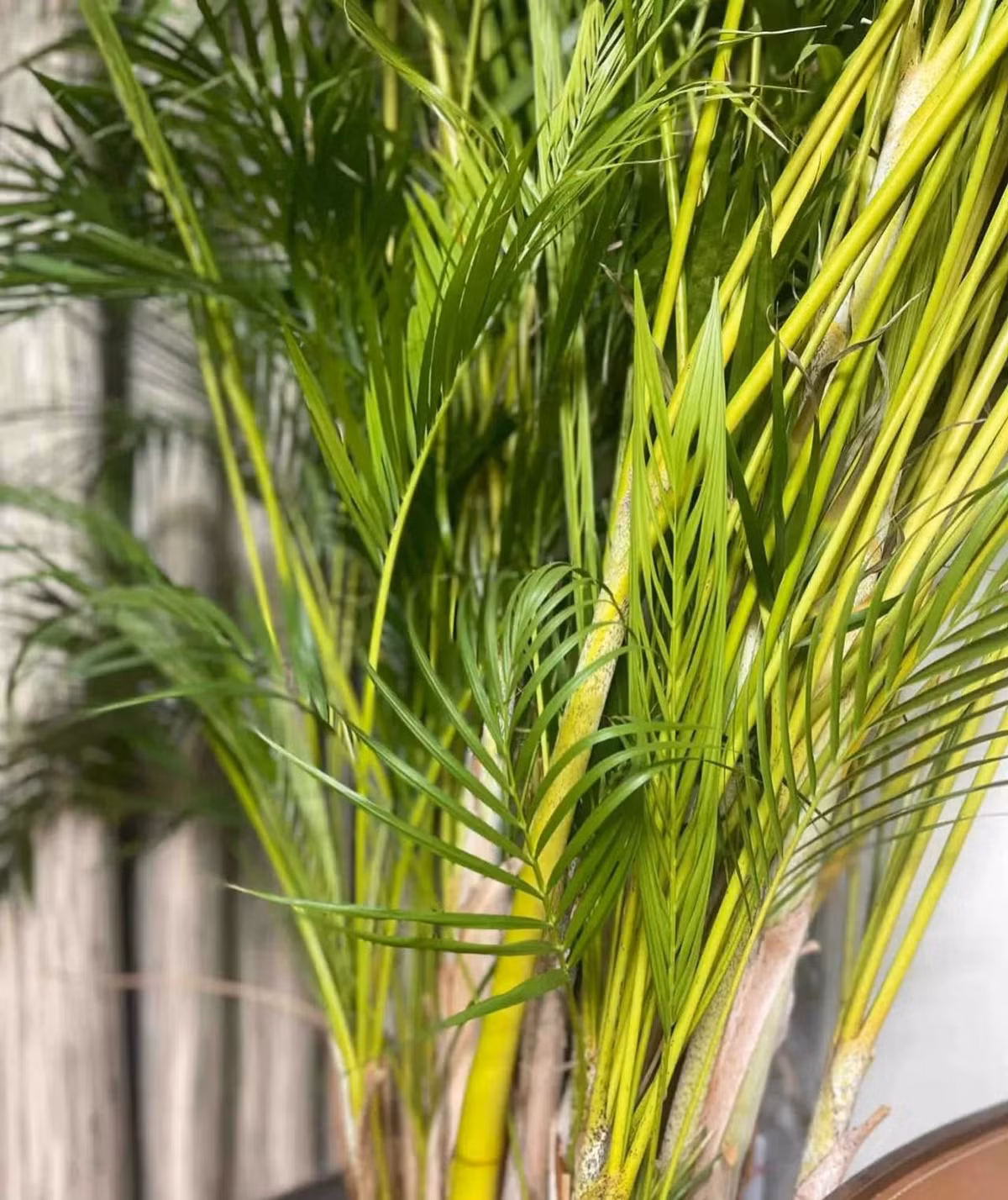 Thúc đẩy phát triển học tập và nghề nghiệp: Dừa cảnh được coi là loài cây của lòng dũng cảm, có nghĩa là việc dũng cảm đối mặt với khó khăn, thử thách có thể nâng cao sự tự tin và lòng dũng cảm cá nhân, đồng thời thúc đẩy sự phát triển trong học tập và sự nghiệp. 