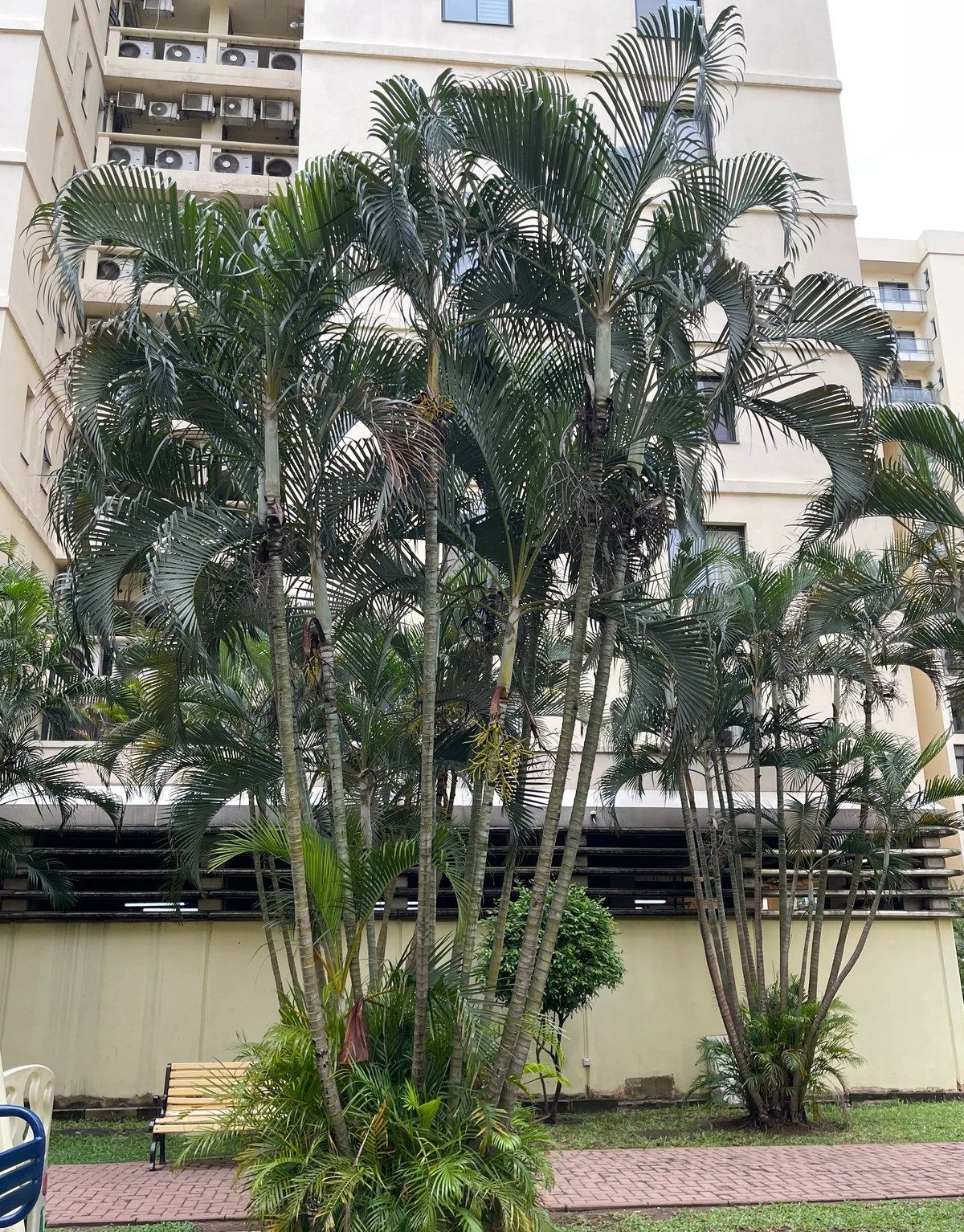  Đặc biệt, dừa cảnh là cây phong thủy tốt lành được đánh giá cao. Nó không chỉ ngăn chặn tà ma, xua đuổi xui xẻo mà còn thu hút sự giàu có, tăng năng lượng dương cho gia đình.