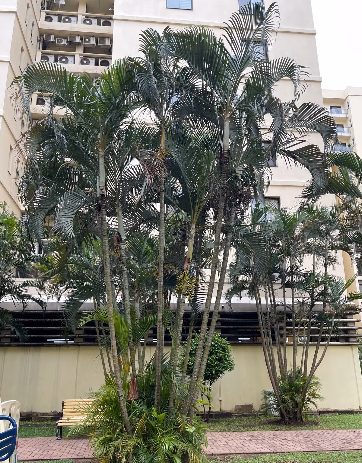  Đặc biệt, dừa cảnh là cây phong thủy tốt lành được đánh giá cao. Nó không chỉ ngăn chặn tà ma, xua đuổi xui xẻo mà còn thu hút sự giàu có, tăng năng lượng dương cho gia đình.