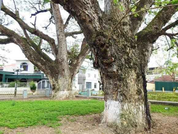  Không chỉ là chứng tích lịch sử, hai cây lim còn gắn liền với đời sống sinh hoạt của người dân nơi đây. Nhờ bóng mát của cây, nơi đây trở thành chỗ vui chơi của trẻ nhỏ và là nơi người già tập thể dục mỗi chiều. 