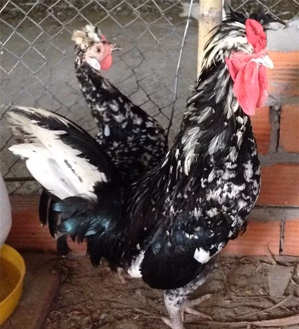 Gà quý phi: Giống gà quý phi còn gọi là gà Hoàng gia, có nguồn gốc từ nước Anh. Gà quý phi có màu lông đẹp với hai màu đen, trắng, lúc nào cũng bồng lên như cái nón cùng với đôi mắt đỏ đặc trưng. Ngoài màu lông đẹp, gà quý phi có mào thẳng đứng nhiều múi như quả phật thủ, tích dài, mắt hồng, cựa sắc nhọn, gà đẹp thường có 6 cựa trở lên, sắc và nhọn.