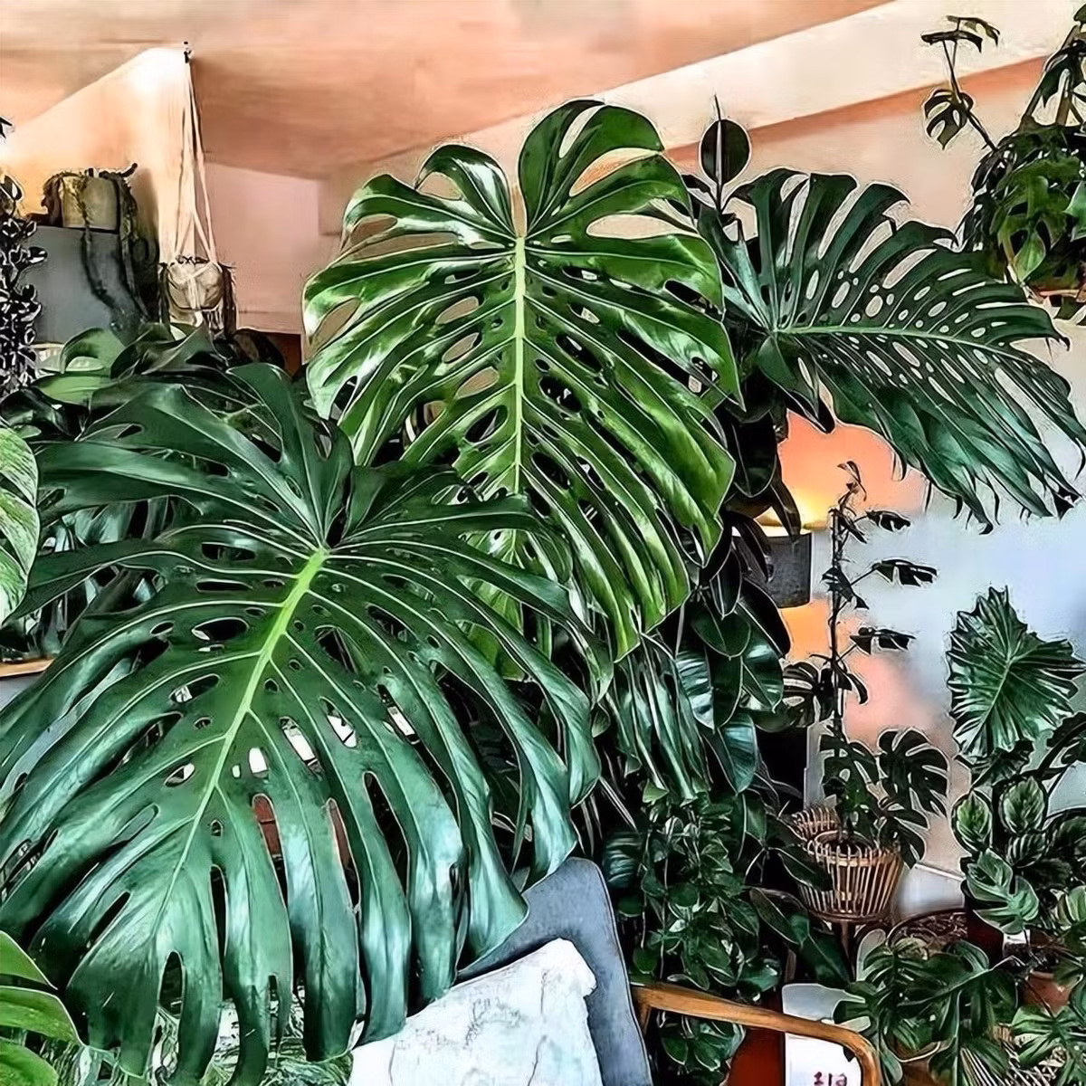 Cay canh chua lanh, dat phong khach gia tang van may-Hinh-4