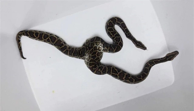  Trăn hai đầu: 7 năm trước, một cửa hàng buôn bán động vật bò sát ở Hà Nội gây sửng sốt khi chia sẻ hình ảnh chú trăn hai đầu mình đang sở hữu. Hai chiếc đầu này hoạt động riêng biệt, nằm trên 2 phần thân cũng riêng biệt. Được biết, con trăn này là giống trăn Miến Điện (còn gọi là trăn đất). Nó dài khoảng 90cm, nặng khoảng 2kg.