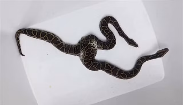  Trăn hai đầu: 7 năm trước, một cửa hàng buôn bán động vật bò sát ở Hà Nội gây sửng sốt khi chia sẻ hình ảnh chú trăn hai đầu mình đang sở hữu. Hai chiếc đầu này hoạt động riêng biệt, nằm trên 2 phần thân cũng riêng biệt. Được biết, con trăn này là giống trăn Miến Điện (còn gọi là trăn đất). Nó dài khoảng 90cm, nặng khoảng 2kg.