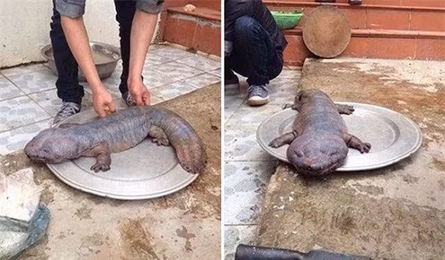  Thạch sùng khổng lồ: Năm 2015, người dân Vĩnh Phúc phát hiện một sinh vật kỳ lạ nửa giống thạch sùng, nửa giống cá. Nó được gọi với nhiều biệt danh như thạch sùng khổng lồ, thạch sùng phiên bản vũ trụ… Một số người cho rằng thực chất nó là loài kỳ giông khổng lồ Trung Quốc, tên khoa học là Andrias davidianus. 