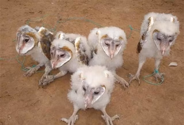 br/> Chim mặt khỉ: Loài chim lạ được tìm thấy ở xã Long Khánh, huyện Duyên Hải, tỉnh Trà Vinh. Nó là chim nhưng lại sở hữu gương mặt giống khỉ, râu dài, phát ra tiếng khè khè.