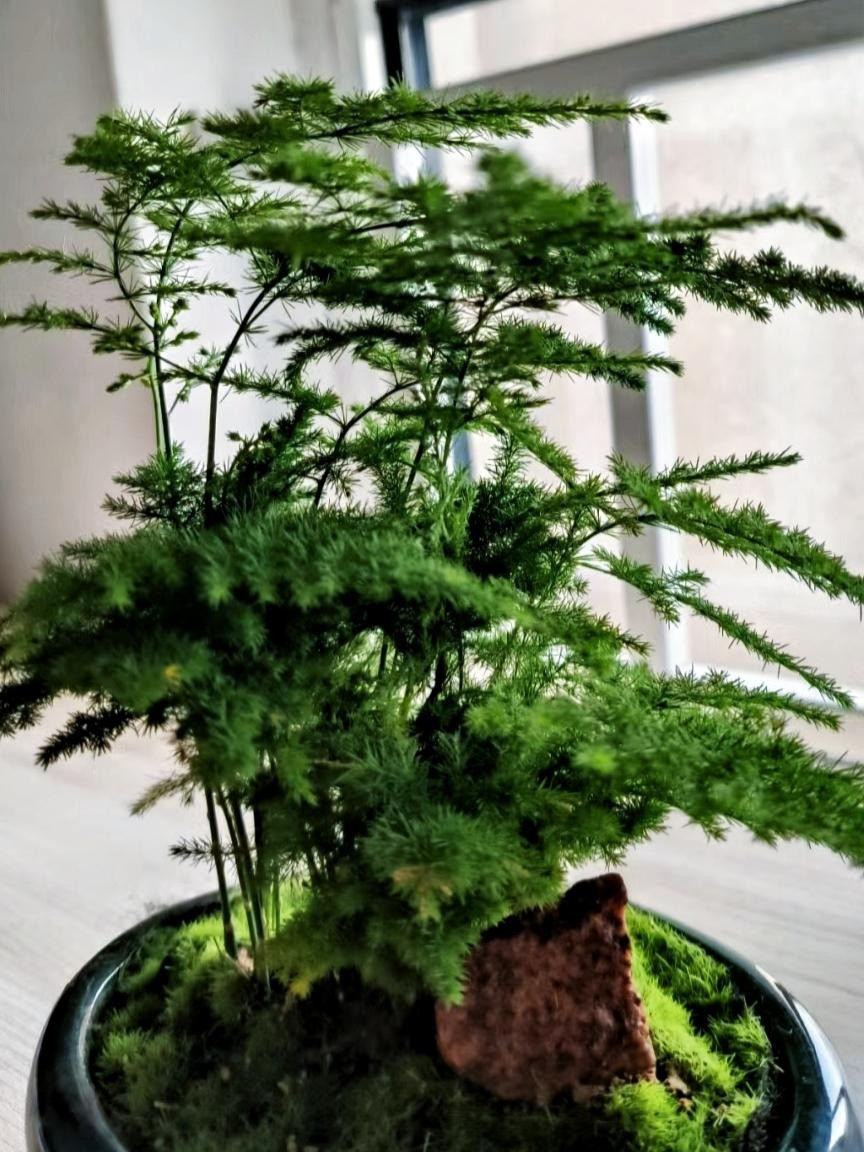 Thanh lọc không khí: Lá măng tây nhìn có vẻ rất yếu nhưng lại có khả năng thanh lọc không khí mạnh mẽ. Chúng có thể hấp thụ các khí độc hại như sulfur dioxide, carbon dioxide, formaldehyde, clo và benzen trong không khí, cho phép ngôi nhà có nhiều oxy và ít khí thải hơn, giúp mọi người trong gia đình khỏe mạnh hơn. 