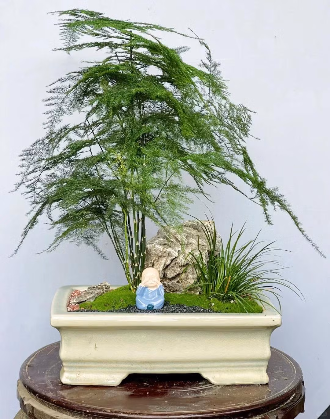 Tán lá này khiến cho cây cảnh vân phiến trúc rất dễ bị liên tưởng đển các loại họ thông hoặc dương xỉ. Vào mùa xuân đến mùa thu, cây có thể có những bông hoa hình chuông nhỏ, màu xanh lá hoặc trắng dài khoảng 4mm, sau đó sẽ có những quả mọng màu xanh và khi chín chuyển thành màu đen. Theo người xưa, nuôi cây măng tây cảnh trong nhà có nhiều lợi ích. Ý nghĩa tốt 