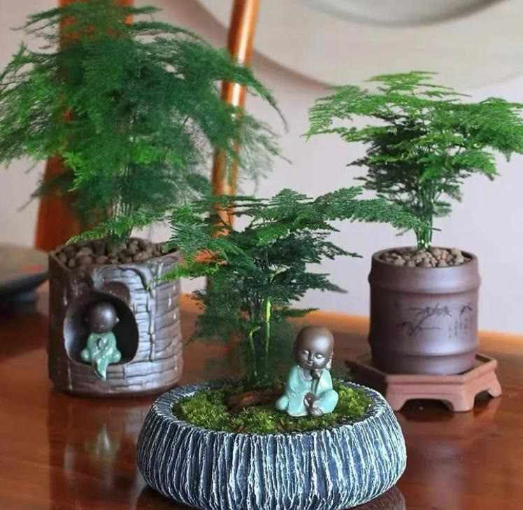  Ngoài ra, nhìn thấy măng tây tuy yếu đuối nhưng mạnh mẽ còn có thể giải tỏa căng thẳng, mệt mỏi, khiến con người cởi mở hơn, tràn đầy hạnh phúc. Mùi thơm của cây cảnh này cũng có lợi cho sức khỏe của con người và còn có thể điều chỉnh cảm xúc.