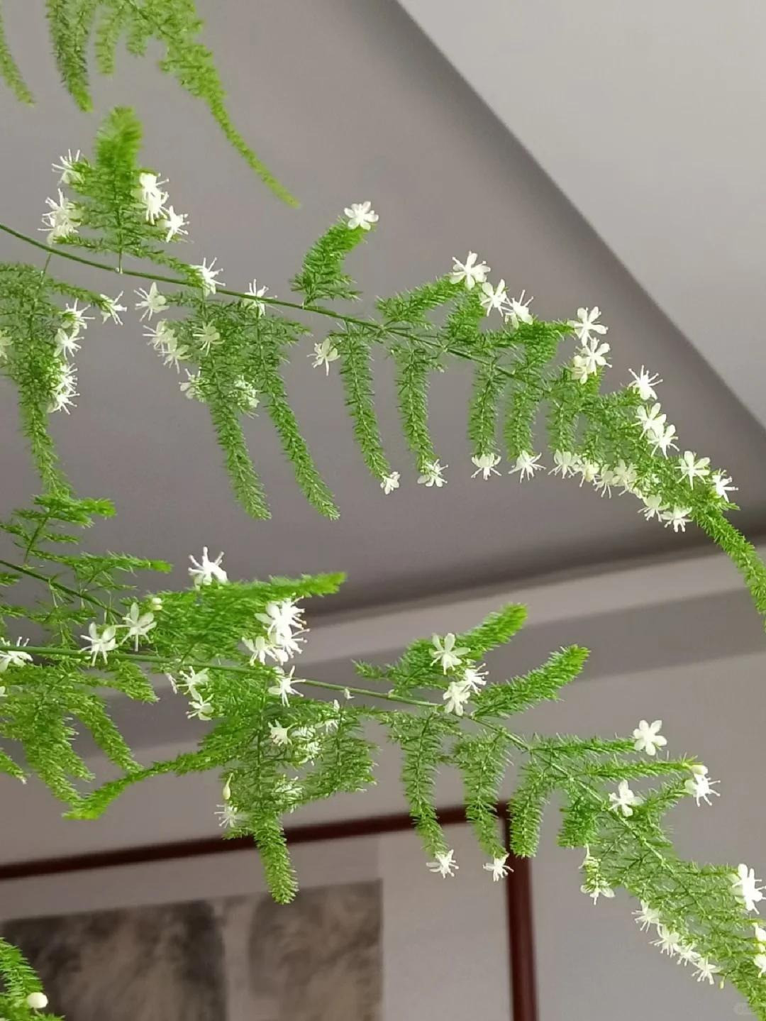  Vẻ đẹp của tri thức: Vẻ đẹp sang trọng của cây cảnh này phù hợp với không khí học thuật của nghiên cứu, trí thức, giàu văn chương chữ nghĩa. Giới trí thức, học sinh sinh viên thích đặt cây cảnh này trong phòng học, phòng làm việc với mong muốn cải thiện khả năng tập trung nghiên cứu, học tập, nâng cao thành tích, đồng thời tượng trưng cho việc theo đuổi thành công. 