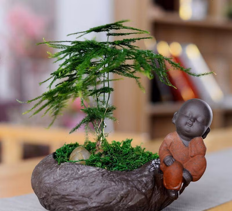  Giảm bớt căng thẳng: Măng tây xanh mướt, lá mỏng như lông chim, xanh tươi quanh năm có thể tiếp thêm sinh khí cho ngôi nhà. Đặt nó trong nhà còn có thể làm cho căn phòng trở nên đẹp, tạo cảm giác dễ chịu khi nhìn vào và cũng rất bắt mắt. 