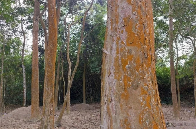 Được biết, để giữ rừng, người Pa Cô đã biến nơi này thành rừng ma (nơi chôn cất người làng), trở thành khu đất thiêng của 10 dòng tộc ở làng Prin Thành. Theo tục lệ, người làng không ai được đụng vào rừng ma. Ai chặt phá sẽ bị xử lý theo lệ làng, phạt heo, dê, trâu, bò và chịu tiếng xấu trước làng.