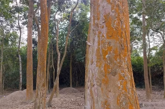 Được biết, để giữ rừng, người Pa Cô đã biến nơi này thành rừng ma (nơi chôn cất người làng), trở thành khu đất thiêng của 10 dòng tộc ở làng Prin Thành. Theo tục lệ, người làng không ai được đụng vào rừng ma. Ai chặt phá sẽ bị xử lý theo lệ làng, phạt heo, dê, trâu, bò và chịu tiếng xấu trước làng.