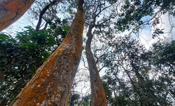 Trước kia, khu rừng từng bị nhòm ngó bởi những người buôn gỗ. Họ nói người làng ra giá để mua rừng trắc nhưng người dân vẫn kiên quyết giữ. Bởi mình bán sẽ mất đi, giữ lại thì còn mãi. Với người làng, rừng gỗ trắc ấy dù nhỏ nhưng có giá trị tinh thần rất lớn. Giá nào chúng tôi cũng không bán”.