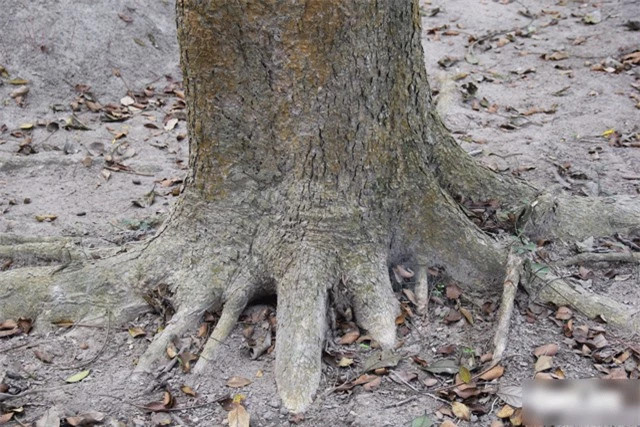 Còn khi trong làng có người mất được chôn ở rừng ma thì người trong 10 dòng tộc có quyền chặt một cây mang về. Tuy nhiên, suốt nhiều năm qua chưa có ai dám đụng đến bất kỳ cây nào trong rừng.