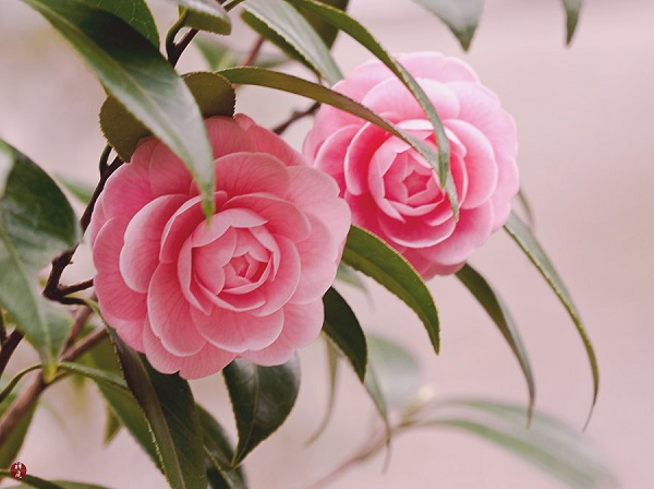  2. Cây cảnh: Mận vàng mùa đông. Trong các hoa có hương thơm vào mùa đông không thể thiếu được mận mùa đông. Loài hoa này không chỉ có mùi thơm thanh khiết mà còn có thể pha thành trà.