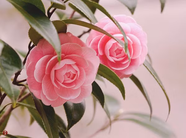  2. Cây cảnh: Mận vàng mùa đông. Trong các hoa có hương thơm vào mùa đông không thể thiếu được mận mùa đông. Loài hoa này không chỉ có mùi thơm thanh khiết mà còn có thể pha thành trà.