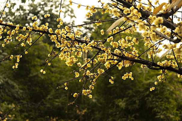 Người xưa cho rằng, nó có ý nghĩa biểu tượng đẹp đẽ và cũng rất đẹp. Nó giống như một yêu tinh vào mùa đông và nở hoa một cách kiêu hãnh. Nở hoa giữa băng tuyết, mùa đông ngọt ngào tượng trưng cho niềm hy vọng. Đặc biệt, một chậu cây cảnh mận mùa đông đặt trong nhà trông rất quý phái, đẹp mắt, đồng thời còn có thể tạo cảm giác thoải mái cho cả gia đình. 