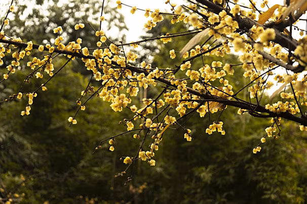 Người xưa cho rằng, nó có ý nghĩa biểu tượng đẹp đẽ và cũng rất đẹp. Nó giống như một yêu tinh vào mùa đông và nở hoa một cách kiêu hãnh. Nở hoa giữa băng tuyết, mùa đông ngọt ngào tượng trưng cho niềm hy vọng. Đặc biệt, một chậu cây cảnh mận mùa đông đặt trong nhà trông rất quý phái, đẹp mắt, đồng thời còn có thể tạo cảm giác thoải mái cho cả gia đình. 