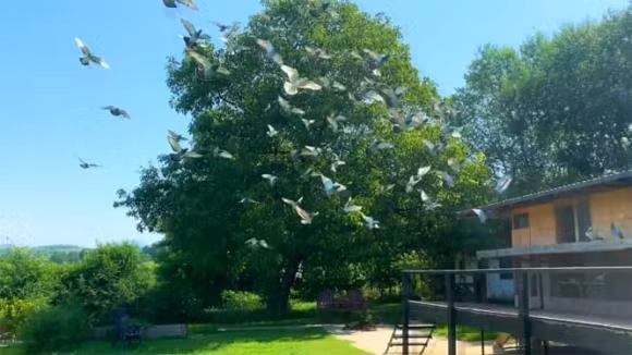 Vi sao bo cau tim duoc dung dia chi nguoi nhan thu?-Hinh-4