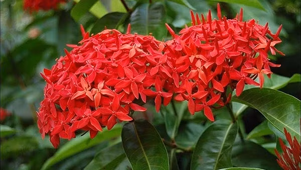 Nếu muốn hoa mẫu đơn nở hoa, bạn cần bón phân hữu cơ vào đầu mùa xuân. Bạn có thể rải đều phân trên đất, sau đó dùng xẻng trộn đều với đất rồi tưới nước thật kỹ. Khi đất khô cần xới đất kịp thời để tránh thối rễ.