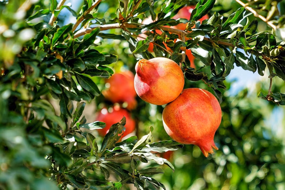 Khi trồng chú ý tưới nước và phơi nắng nhiều. Trong thời kỳ cây ra hoa, đậu quả cần bón phân lân, kali như kali dihydro photphat để cây ra hoa nhiều hơn và kết nhiều trái hơn.