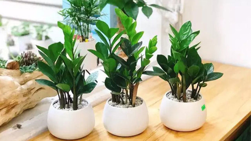  Khi cây kim tiền nở hoa, hoa trông giống như chùm pháo hoa, có màu vàng nhạt và trắng. Vì cây kim tiền không dễ nở hoa nên khi cây cảnh này nở hoa cũng là dấu hiệu tượng trưng cho sự giàu có và may mắn. 