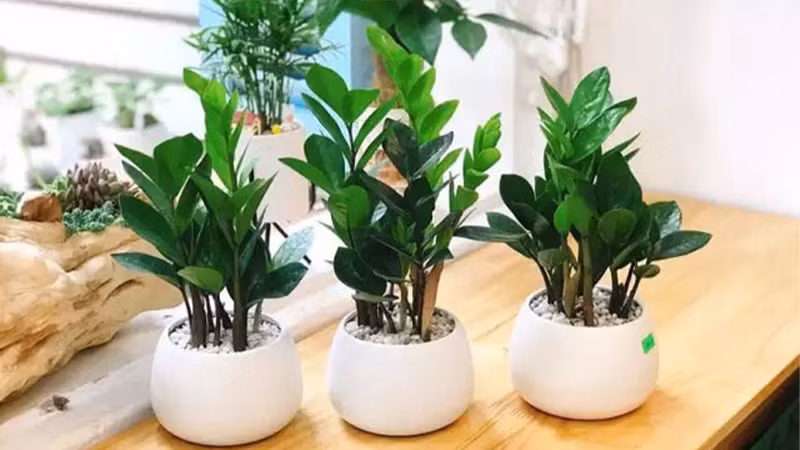  Khi cây kim tiền nở hoa, hoa trông giống như chùm pháo hoa, có màu vàng nhạt và trắng. Vì cây kim tiền không dễ nở hoa nên khi cây cảnh này nở hoa cũng là dấu hiệu tượng trưng cho sự giàu có và may mắn. 