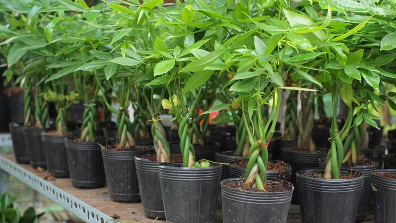  Theo người xưa, cây kim ngân có ý nghĩa thu hút tài lộc, mang lại của cải đúng như tên gọi của chúng. Đặc biệt, khi cây cảnh này nở hoa còn mang ý nghĩa điềm lành sắp tới nên rất được mọi người ưa chuộng.