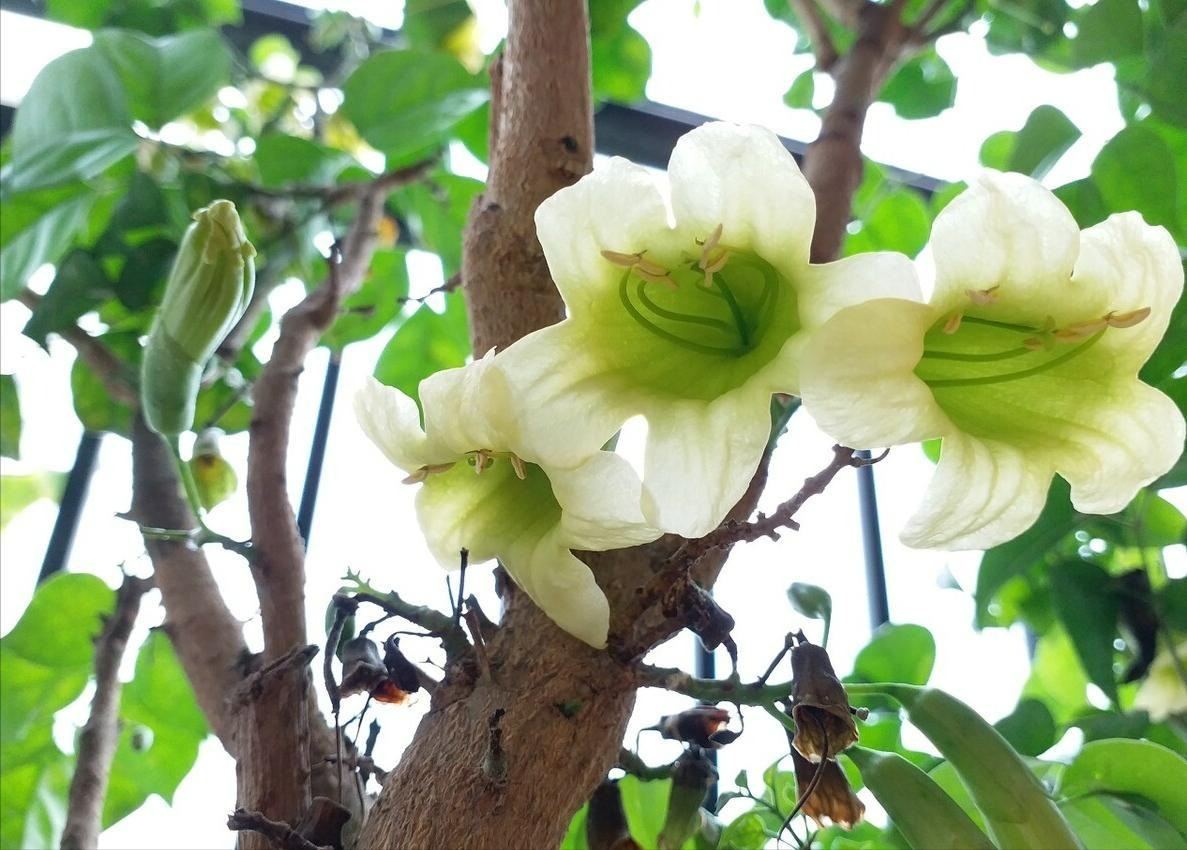  Cây cảnh hạnh phúc: Lá của cây hạnh phúc quanh năm xanh tươi, lại có nhiều lá, khi lớn lên tươi tốt, mang lại cho con người cảm giác thanh xuân vĩnh cửu, hạnh phúc mãi mãi. Theo người xưa, cây hạnh phúc nở hoa còn mang ý nghĩa sự hạnh phúc, may mắn sắp đến. 