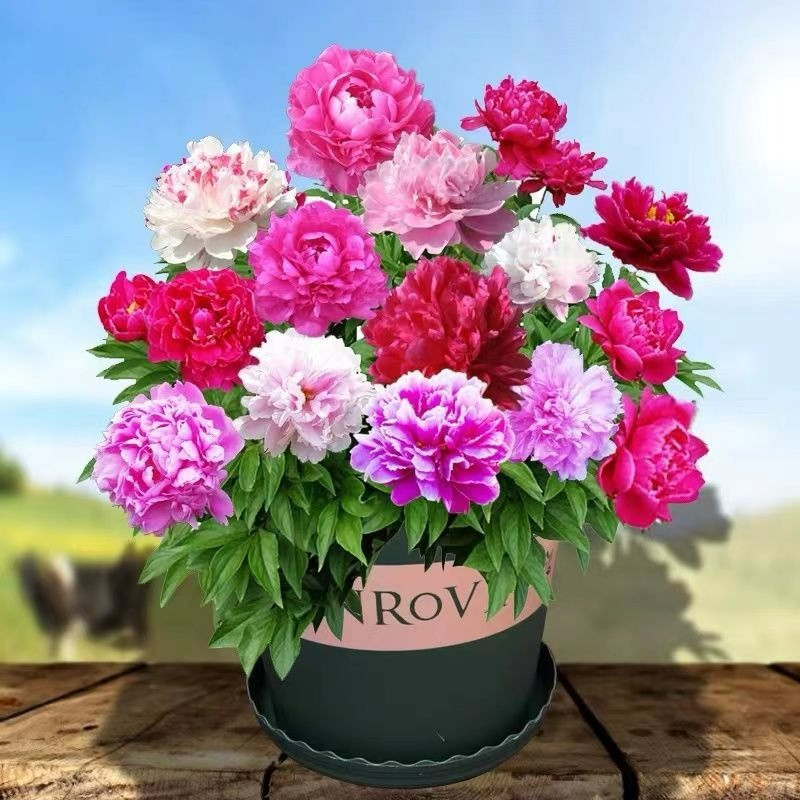 Cây cảnh mẫu đơn: Mẫu đơn là loại cây bụi có thể trồng trong chậu hoặc ngoài sân. Mẫu đơn trồng lâu năm cũng có thể trồng thành những cọc bonsai tinh xảo, đắt tiền. 