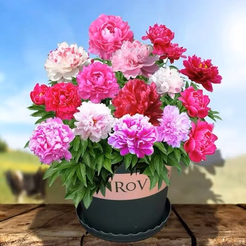 Cây cảnh mẫu đơn: Mẫu đơn là loại cây bụi có thể trồng trong chậu hoặc ngoài sân. Mẫu đơn trồng lâu năm cũng có thể trồng thành những cọc bonsai tinh xảo, đắt tiền. 