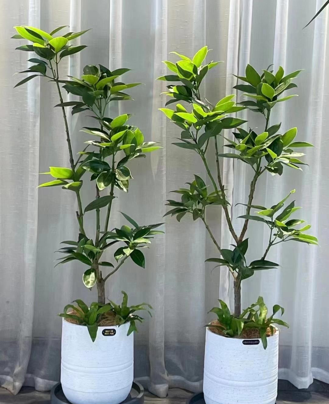  Cây cảnh bình an: Lá của cây bình an dày và đầy đặn, xanh mướt, trông đặc biệt bắt mắt. Hơn nữa, lá của nó còn tỏa ra mùi thơm tươi mát, khiến người ta rất dễ chịu khi ở trong nhà. Người xưa cho rằng, cây bình an có ý nghĩa gia đình hạnh phúc, bình yên và cát tường. 