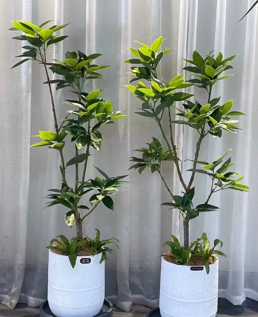  Cây cảnh bình an: Lá của cây bình an dày và đầy đặn, xanh mướt, trông đặc biệt bắt mắt. Hơn nữa, lá của nó còn tỏa ra mùi thơm tươi mát, khiến người ta rất dễ chịu khi ở trong nhà. Người xưa cho rằng, cây bình an có ý nghĩa gia đình hạnh phúc, bình yên và cát tường. 