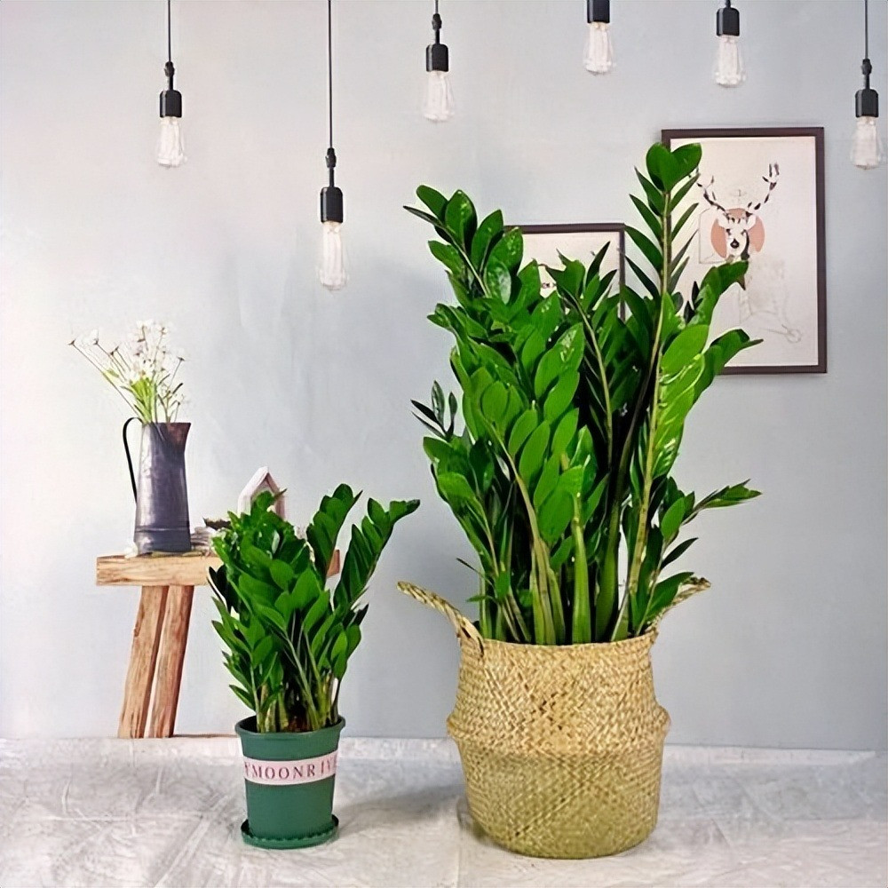  Cây cảnh kim tiền: Vì lá cây kim tiền có hình dạng giống như những đồng xu, xâu lại thành chuỗi nên người xưa cho rằng cây cảnh có nghĩa tiền sẽ lăn vào, thu hút của cải, tài lộc. 