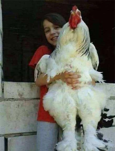 Giat minh loai ga cao toi 1,2 met, the gioi phat cuong-Hinh-3