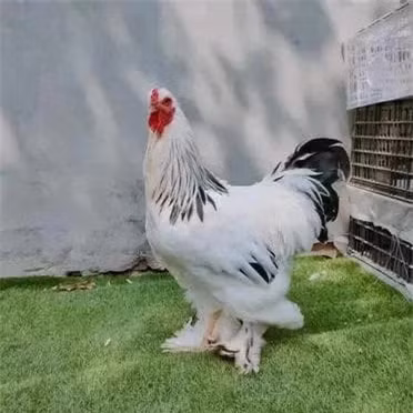 Giat minh loai ga cao toi 1,2 met, the gioi phat cuong-Hinh-2