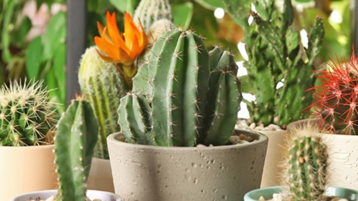  Vì đặc điểm thường xanh tốt quanh năm, lại có ý nghĩa xua đuổi tà khí trong phong thủy, có thể giải trừ vận rủi nên cây cảnh này được nhiều người săn lùng. Cây ưa sáng nhưng không chịu lạnh, cần đặt ở nơi có ánh nắng tốt vào mùa thu đông, giữ đất chậu khô ráo, tránh đọng nước. 